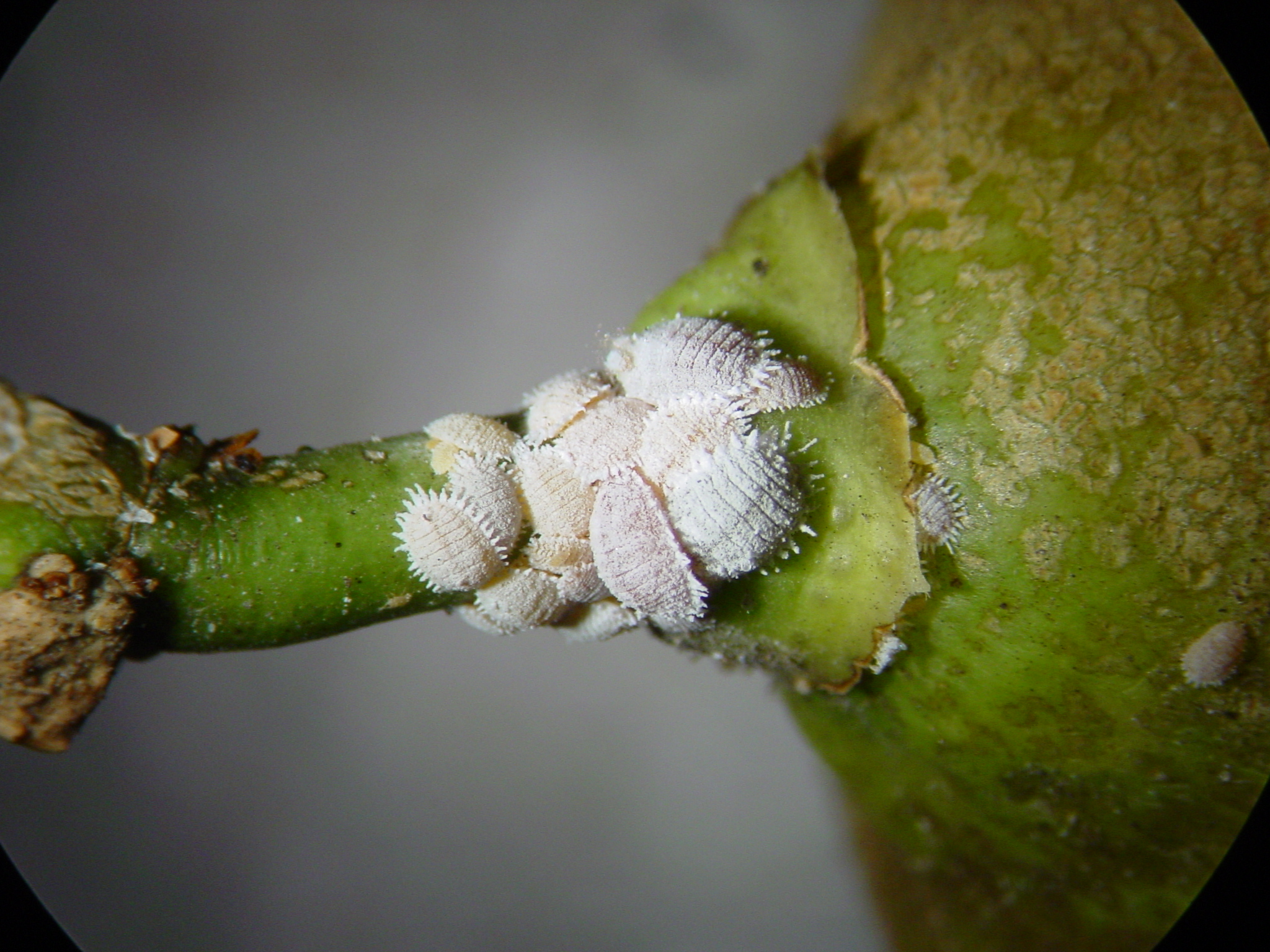 Escamas, algodón, insectos o telarañas